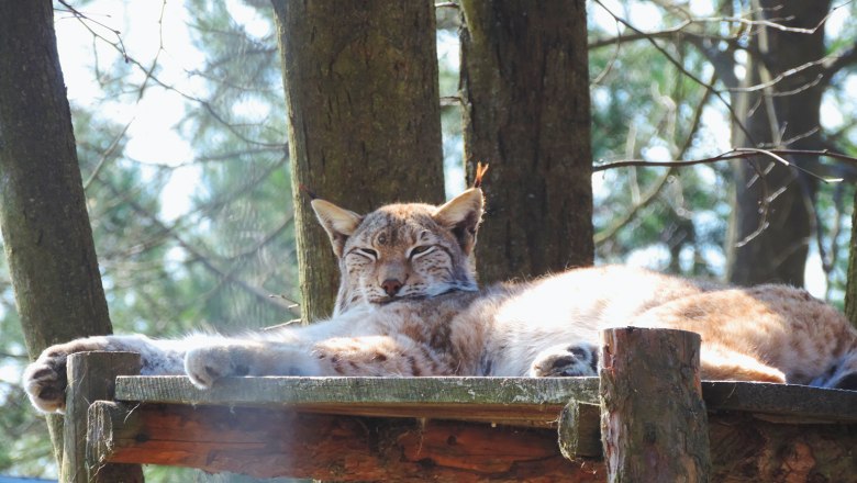 Luchs im Naturpark Geras, © Naturpark Geras Ein Luchs liegt entspannt auf einer Holzplattform im Wald.