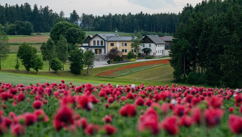 Waldviertler Mohnhof, © Waldviertler Mohnhof/Karoline Grill Ein Bauernhof im Waldviertel, umgeben von blühenden Mohnfeldern und Wäldern.