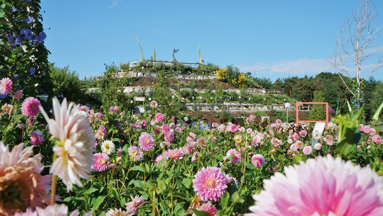 Ein blühender Garten mit vielen rosa Blumen vor einem Hügel mit Pflanzen und einem klaren blauen Himmel.