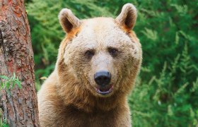 Ein Braunb&auml;r steht neben einem Baum im Wald.
