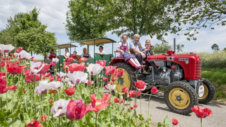 Ein roter Traktor zieht einen Anhänger mit Menschen durch ein Mohnfeld im Mohndorf Armschlag.