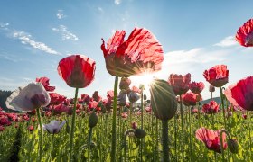 Ein Feld voller bl&uuml;hender roter Mohnblumen unter einem klaren blauen Himmel mit Sonnenschein.