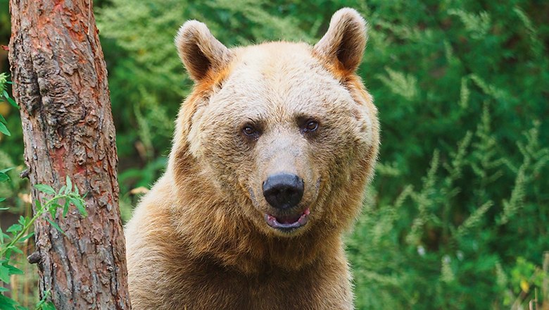 Ein Braunbär steht neben einem Baum im Wald.