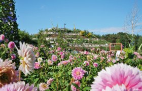 Ein bl&uuml;hender Garten mit vielen rosa Blumen vor einem H&uuml;gel mit Pflanzen und einem klaren blauen Himmel.