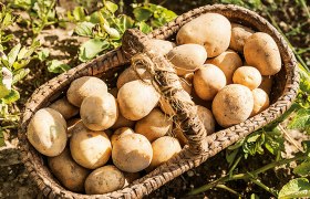 Ein Korb voller Kartoffeln auf einem Feld.