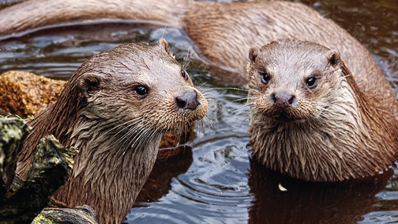 Zwei Fischotter im Wasser, umgeben von Holz und Steinen.